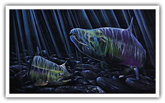 Full Circle - Chum Salmon