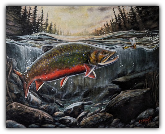 A brook trout's chase