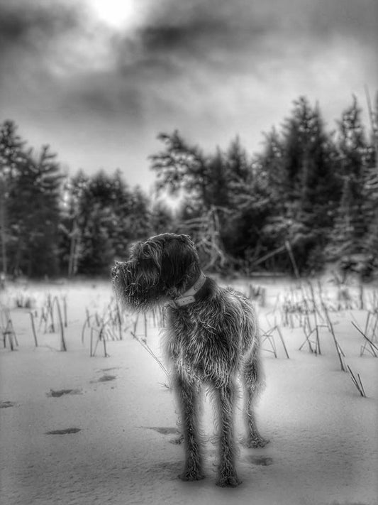Wirehair in the snow