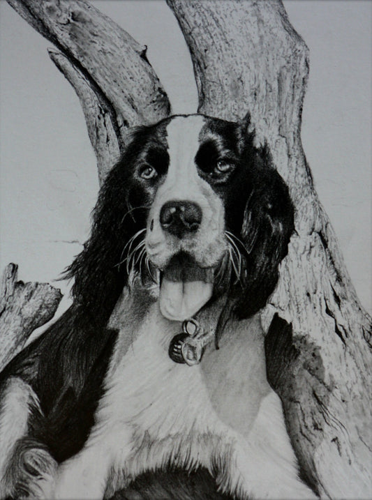 Chill time | Spaniel