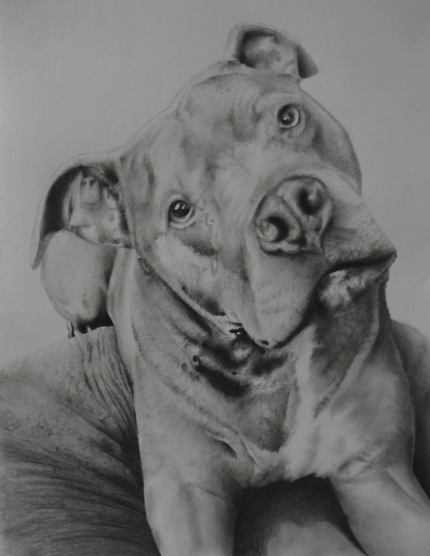 Did you say "TREAT" | Pitbull