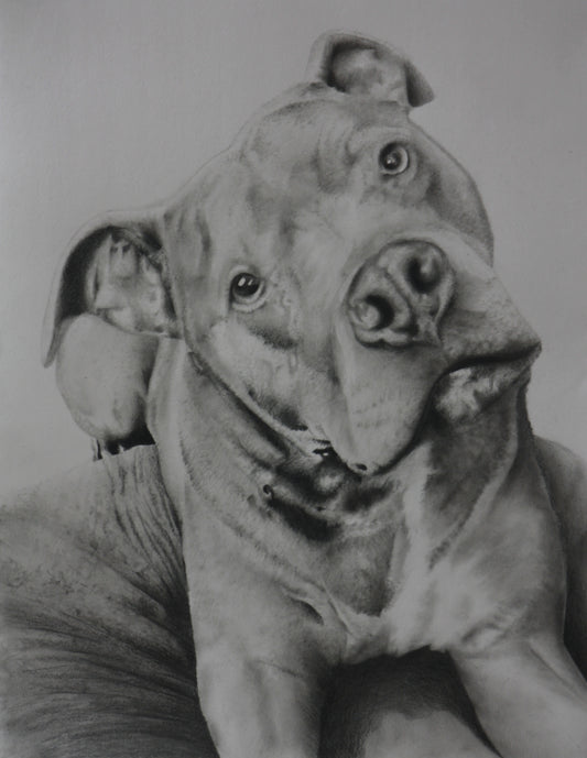 Did you say "TREAT" | Pitbull