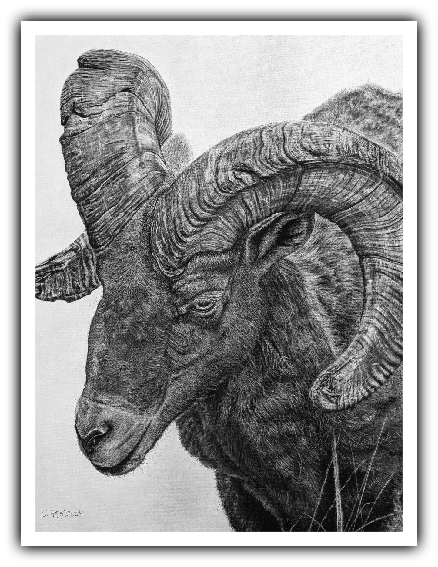 Mountain warrior| Wild Sheep Society of BC Edition (20x27)