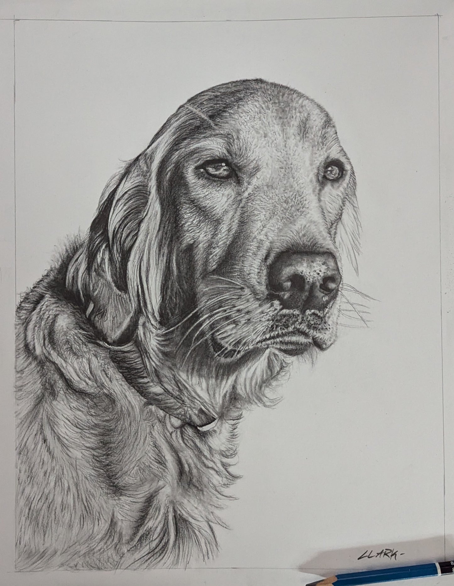 Sitting pretty | Golden retriever