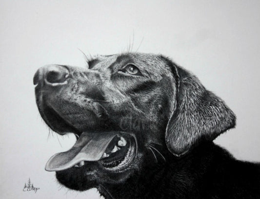 The Brother | Black Lab