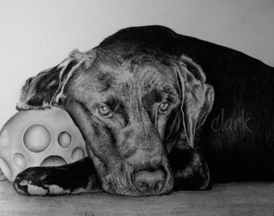 Just a boy and his ball | Black lab